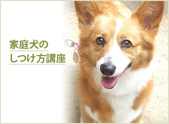 家庭犬のしつけ方講座