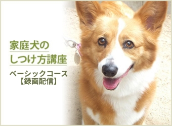 家庭犬のしつけ方講座