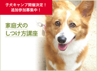 家庭犬のしつけ方講座