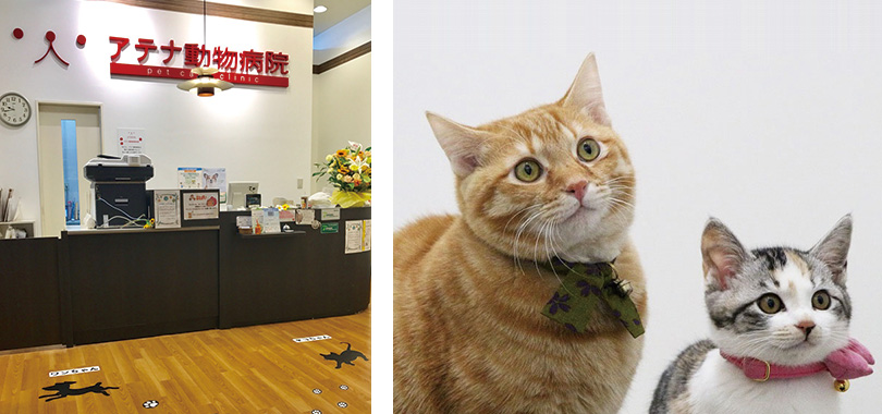 アテナ動物病院 ララガーデン春日部 求人情報検索 公益社団法人 日本動物病院協会 アテナ動物病院 ララガーデン春日部 求人情報検索 公益社団法人 日本動物病院協会